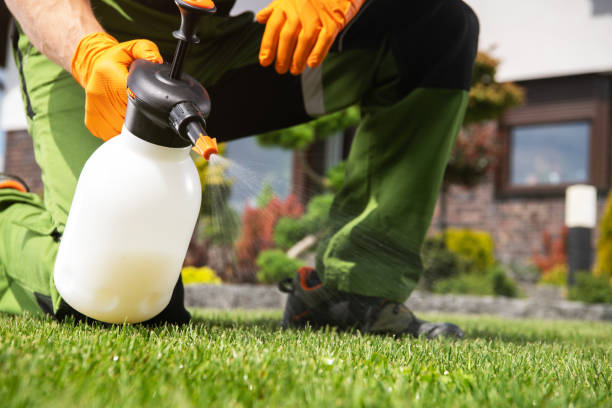 Wasp Removal Services in Neillsville, WI