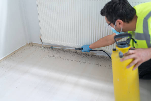 Best Wasp Removal Services  in Neillsville, WI